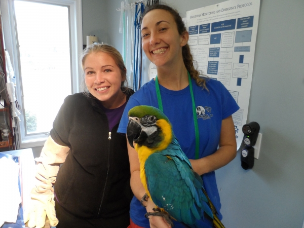 Roanoke island animal clinic Roanoke island animal clinic