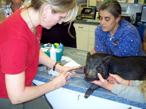 roanoke island animal clinic pig roanoke island animal clinic pig