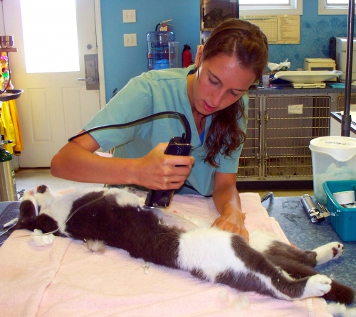 Certified animal health technician roanoke island animal clinic