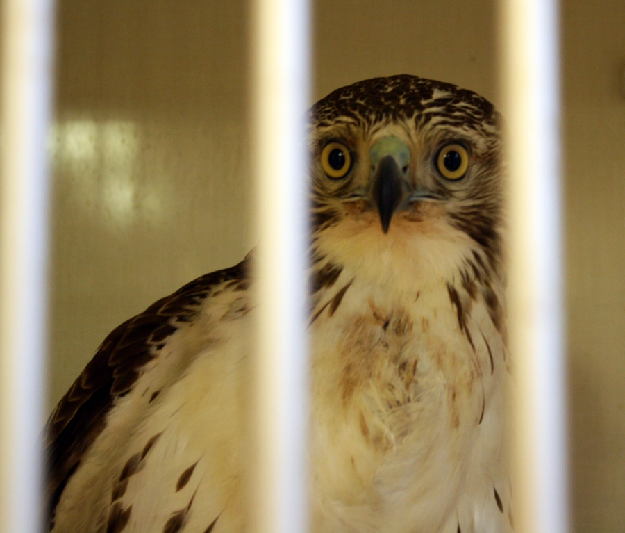 Red Tail Hawk at the roanoke Island animal Clinic