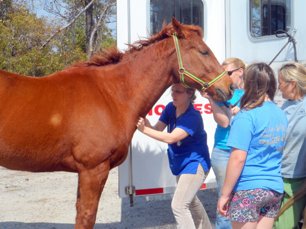 roanoke island animal clinic roanoke island animal clinic