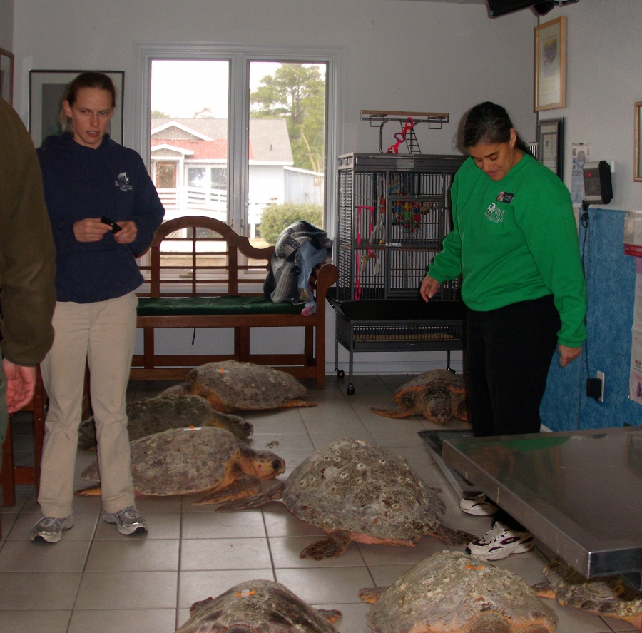 roanoke island animal clinic wildlife work loggerheads