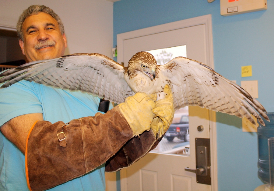 Dr Grossman and Red Tail Hawk