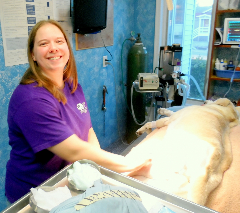 roanoke island animal clinic roanoke island animal clinic