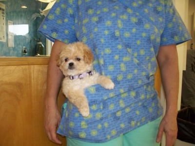 roanoke island animal clinic pet of month