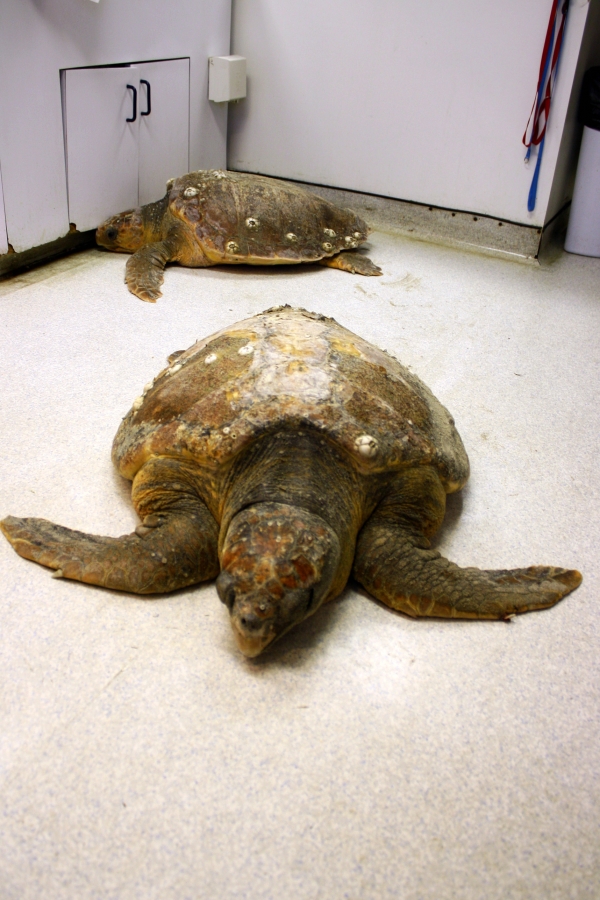 loggerhead sea turtles at the roanoke Island animal clinic
