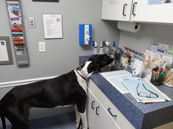 roanoke island animal clinic roanoke island animal clinic