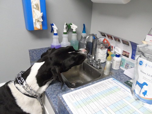 roanoke island animal clinic roanoke island animal clinic