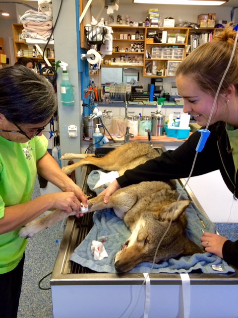 roanoke island animal clinic red wolf roanoke island animal clinic red wolf