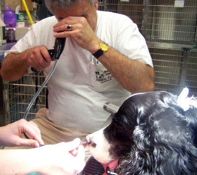 Dr Grossman performs a rhinoscopic exam on Molly.