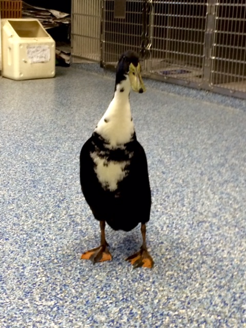 roanoke island animal clinic roanoke island animal clinic