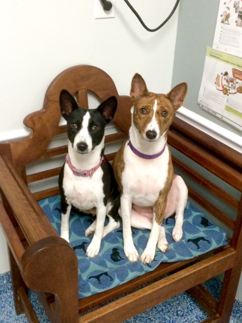 Roanoke island animal clinic Roanoke island animal clinic