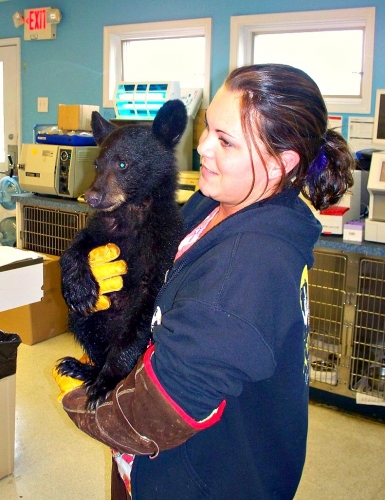 ronoke island animal clinic ronoke island animal clinic