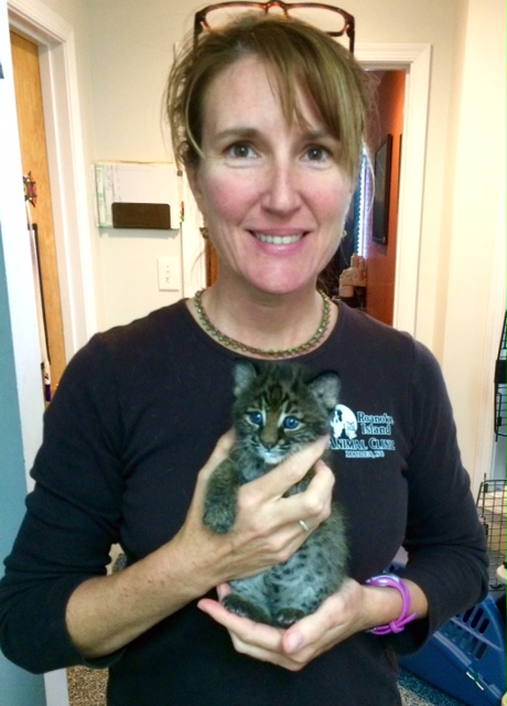 roanoke island animal clinic wildlife roanoke island animal clinic wildlife