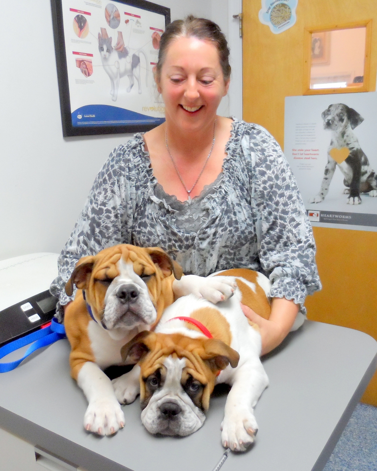 ROANOKE ISLAND ANIMAL CLINIC ROANOKE ISLAND ANIMAL CLINIC