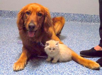 Roanoke island animal clinic Roanoke island animal clinic