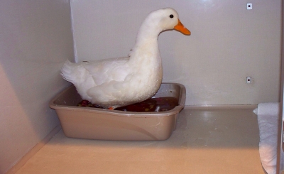Duck treated at roanoke Island animal Clinic Duck treated at roanoke Island animal Clinic