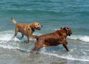 dogs running at the beach