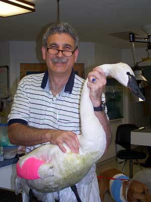 Trumpeter Swan