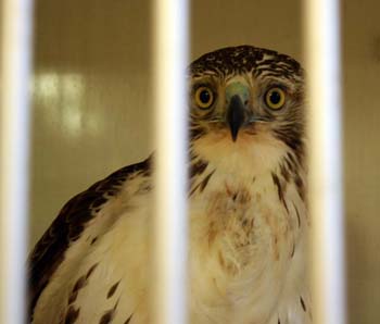 Red Tail Hawk at the roanoke Island animal Clinic Red Tail Hawk at the roanoke Island animal Clinic