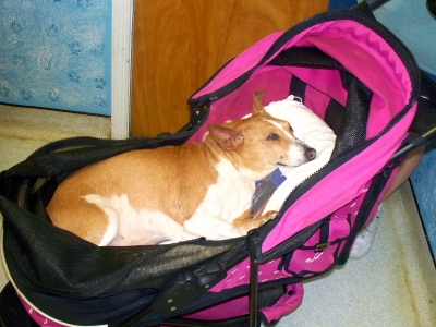 pet pf the month roanoke Island animal clinic pet pf the month roanoke Island animal clinic
