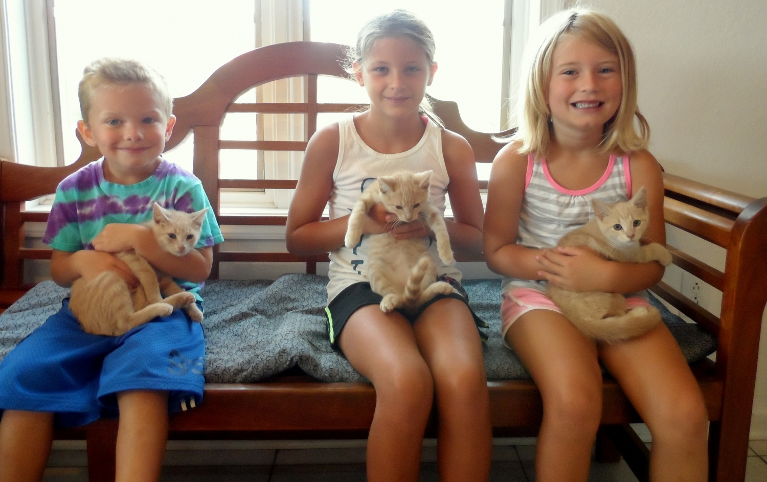roanoke island animal clinic roanoke island animal clinic