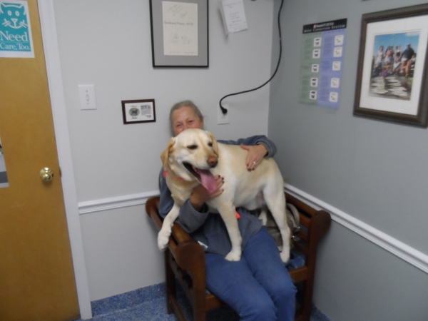 roanoke island animal clinic roanoke island animal clinic