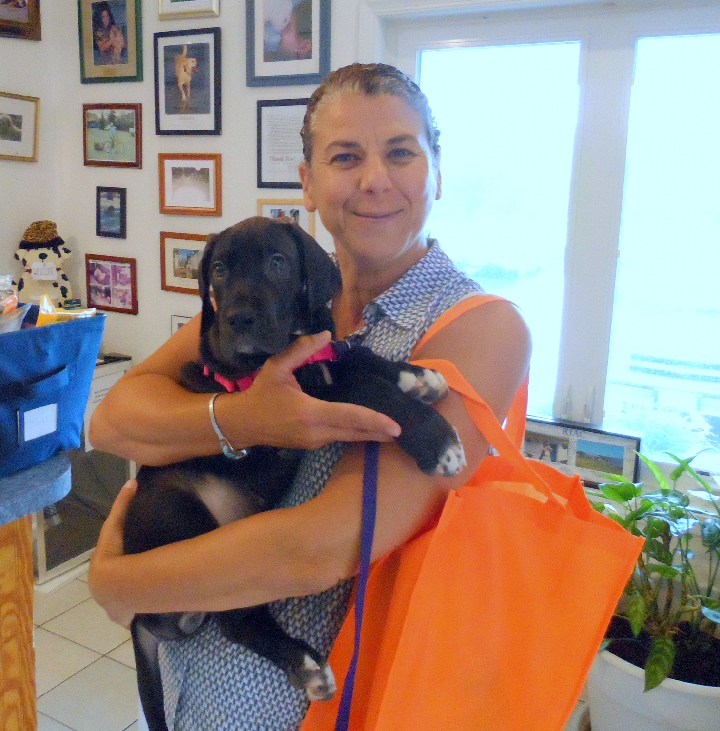 roanoke island animal clinic roanoke island animal clinic
