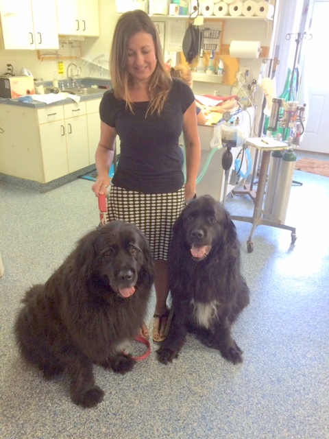 Roanoke island animal clinic Roanoke island animal clinic