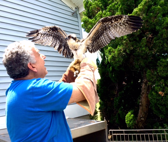 Dr Grossman roanoke island animal clinic Dr Grossman roanoke island animal clinic