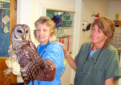 Dr Burkart Roanoke Island animal Clinic wildlife Dr Burkart Roanoke Island animal Clinic wildlife