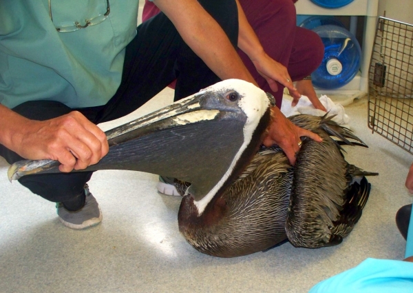 wildlife roanoke island animal clinic wildlife roanoke island animal clinic