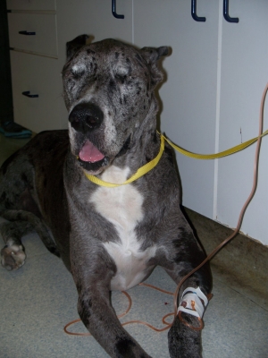 roanoke island animal clinic pet of the month roanoke island animal clinic pet of the month