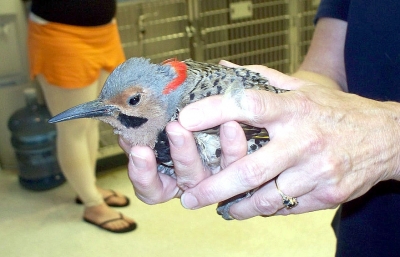 Woodpecker rescued and treated at the roanoke Island animal clinic Woodpecker rescued and treated at the roanoke Island animal clinic