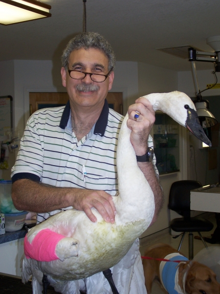 roanoke island animal clinic Dr Grossman roanoke island animal clinic Dr Grossman