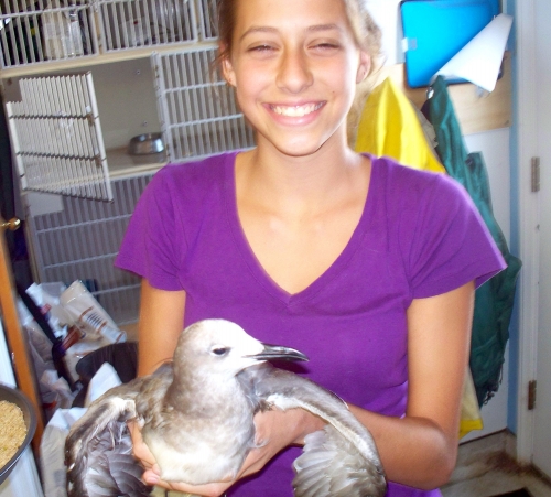 wildlife roanoke island animal clinic wildlife roanoke island animal clinic