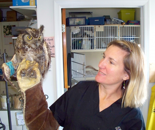 Wildlife care roanoke island animal clinic Wildlife care roanoke island animal clinic