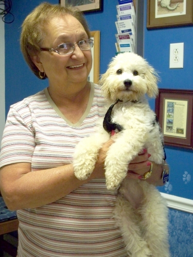 roanoke island animal clinic roanoke island animal clinic