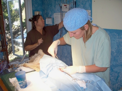 red wolves wildlife roanoke island animal clinic red wolves wildlife roanoke island animal clinic