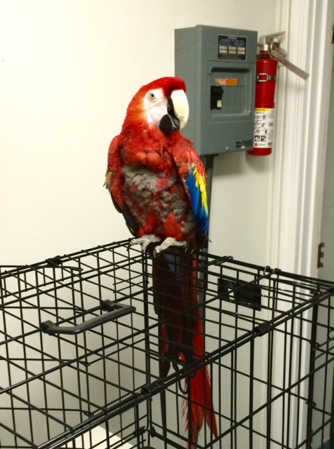 Roanoke island animal clinic Roanoke island animal clinic