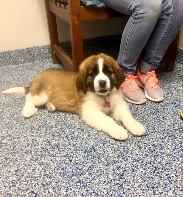 Mercedes Twiddy - Pet of the Month! Mercedes Twiddy - Pet of the Month!