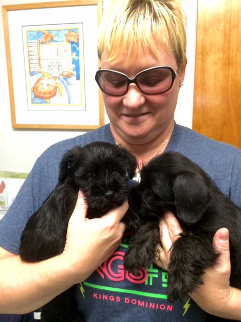 Roanoke island animal clinic Roanoke island animal clinic