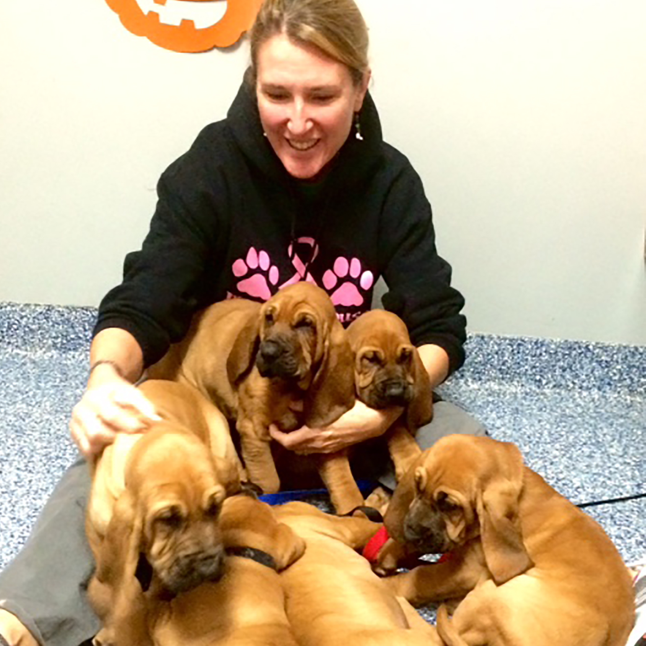 Bloodhound Puppies