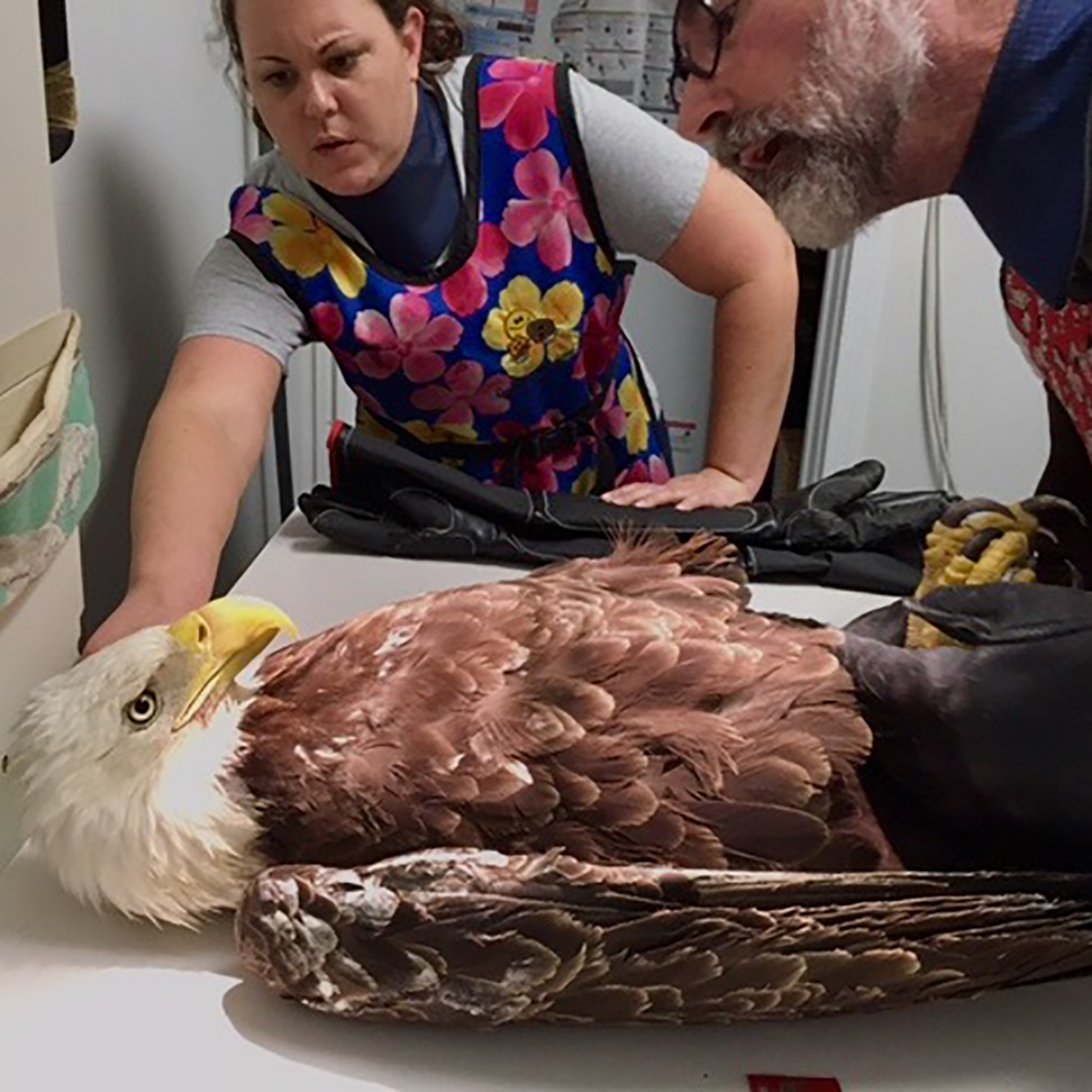 Vet Tech Katie Stewart and Rehabber Lou Browning