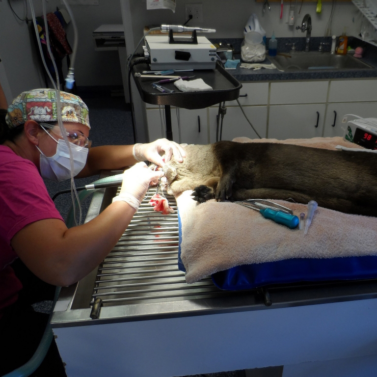Veterinary Technician Katie Stewart 
