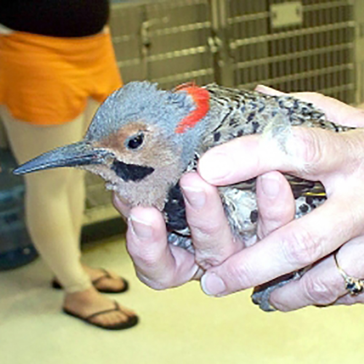 Red Necked Woodpecker